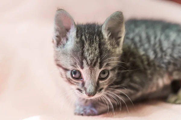 Маленький Сірий Смугастий Кошеня Дивиться Рамку Кошеняті Місяць Новонароджений Кошеня — стокове фото