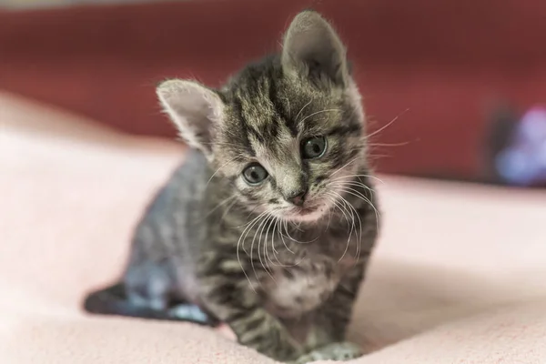 一只灰色条纹的小猫咪正在看镜框 小猫才1个月大 没有妈妈的小猫咪 — 图库照片