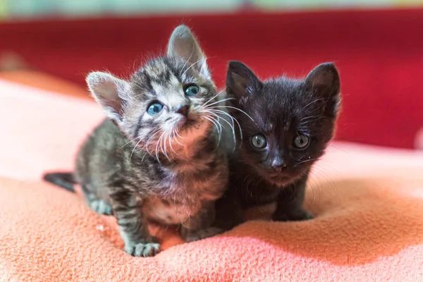 Two little kittens play on the bed. Domestic cats in a shelter. No one needs cats. Breeding cats from a domestic cat.
