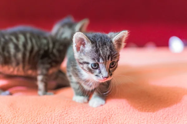 Два Маленьких Котенка Играют Кровати Домашние Кошки Приюте Никому Нужны — стоковое фото