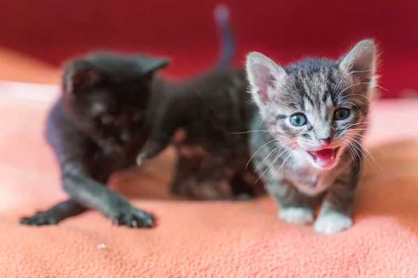 Три Маленькі Кошенята Граються Ліжку Домашні Коти Притулку Нікому Потрібні — стокове фото