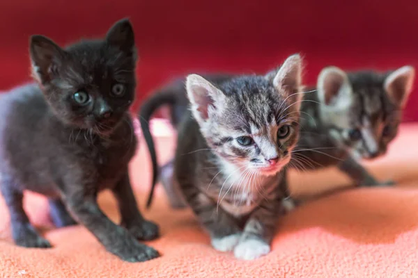 Three Little Kittens Play Bed Domestic Cats Shelter One Needs — Stock Photo, Image