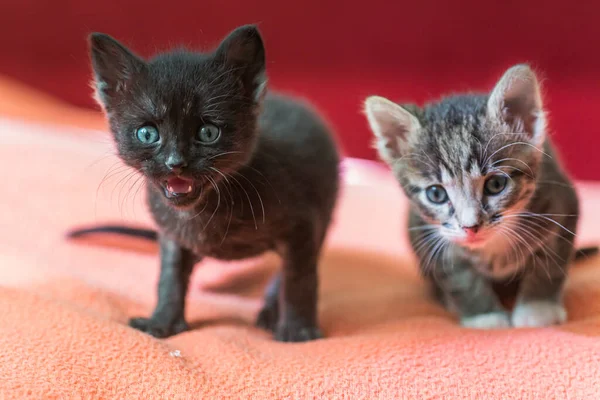 Two little kittens play on the bed. Domestic cats in a shelter. No one needs cats. Breeding cats from a domestic cat.