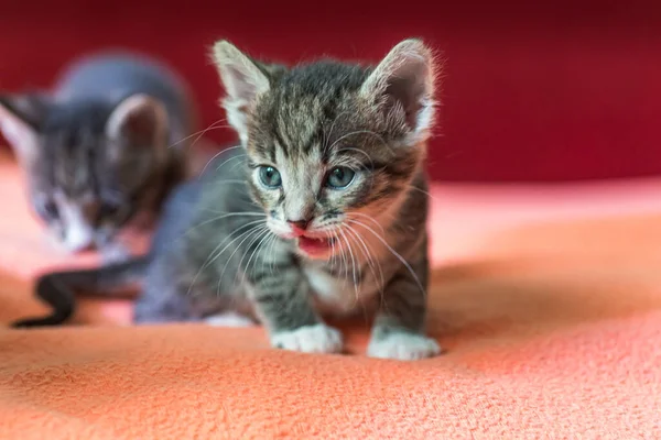 Маленький Ежемесячный Котенок Кричит Зовет Маму Голодный Котёнок Выводок Котят — стоковое фото