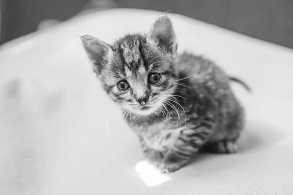Den Lilla Kattungen Tittar Upp Randig Grå Kattunge Med Blå — Stockfoto