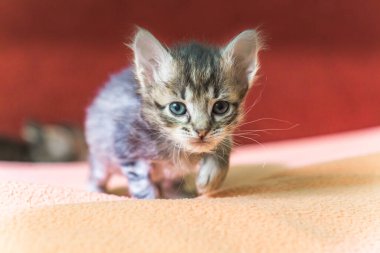 Küçük kedi yavrusu ilk adımı atıyor. Sürünen yavru kedi ilerlemeye başlıyor. Sağlıklı kedi yavrusu.