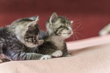 Yatakta oynayan iki küçük kedi yavrusu. Barınaktaki evcil kediler. Kimsenin kediye ihtiyacı yok. Evcil bir kediden kedi yetiştiriyorum..