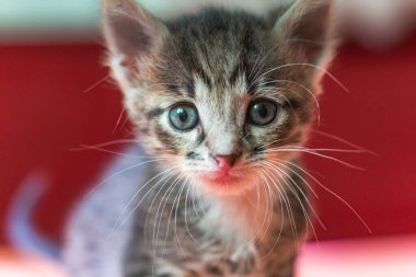 Küçük kedi yavrusu yukarı bakıyor. Mavi gözlü çizgili gri kedi yavrusu hevesle yukarı bakıyor..