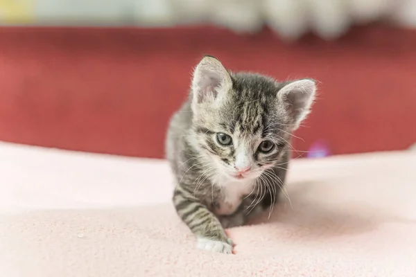 Маленький Котенок Смотрит Вверх Полосатый Серый Котенок Голубыми Глазами Энтузиазмом — стоковое фото