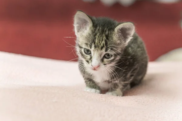 Gatito Está Mirando Hacia Arriba Gatito Gris Rayado Con Ojos —  Fotos de Stock