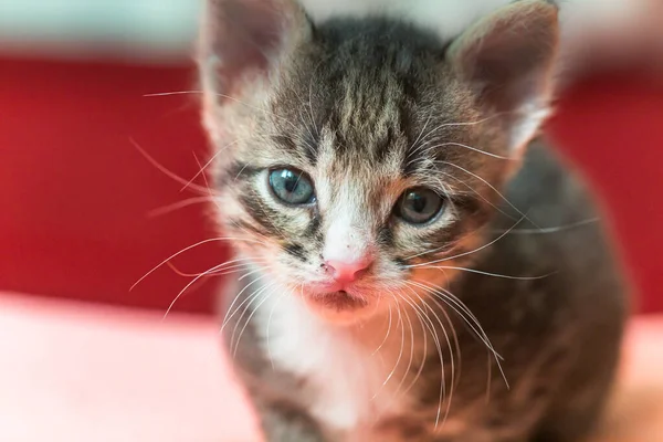 Den Lilla Kattungen Tittar Upp Randig Grå Kattunge Med Blå — Stockfoto