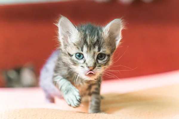 Γατάκι Κάνει Πρώτα Βήματα Ξεκινώντας Σέρνεται Γάτα Μωρό Πηγαίνει Μπροστά — Φωτογραφία Αρχείου