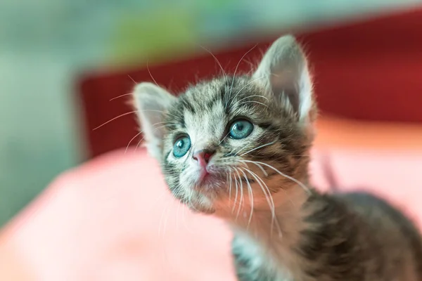 Gatito Está Mirando Hacia Arriba Gatito Gris Rayado Con Ojos —  Fotos de Stock