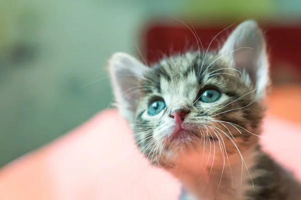 Gatito Está Mirando Hacia Arriba Gatito Gris Rayado Con Ojos —  Fotos de Stock