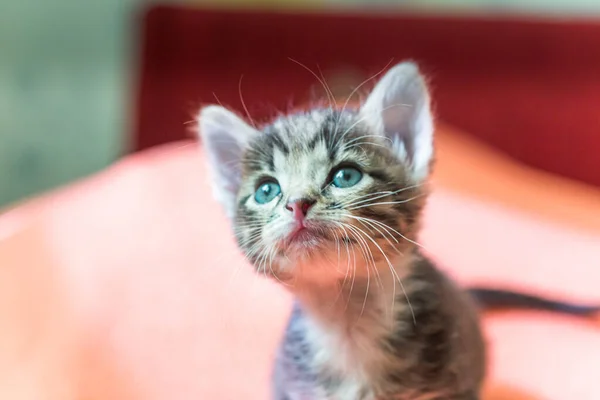 Den Lilla Kattungen Tittar Upp Randig Grå Kattunge Med Blå — Stockfoto