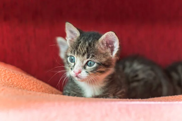 Кошеня Лежить Підстилці Маленький Кіт Заснув Скручений Здоровий Кошеня Місячного — стокове фото