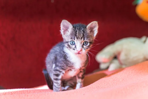 Rolig Kattunge Med Stora Öron Och Mustasch Ser Rädd Liten — Stockfoto