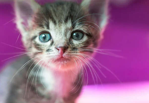 Den Lilla Kattungen Tittar Upp Randig Grå Kattunge Med Blå — Stockfoto