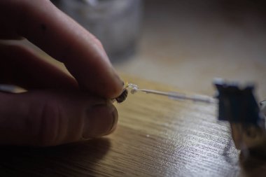 Drone penis sperm collection in erect state close-up . Preparation of material for artificial insemination of queen bees. Private agricultural business.
