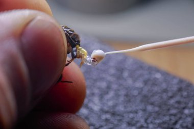 Drone penis sperm collection in erect state close-up . Preparation of material for artificial insemination of queen bees. Private agricultural business.