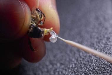 Drone penis sperm collection in erect state close-up . Preparation of material for artificial insemination of queen bees. Private agricultural business.