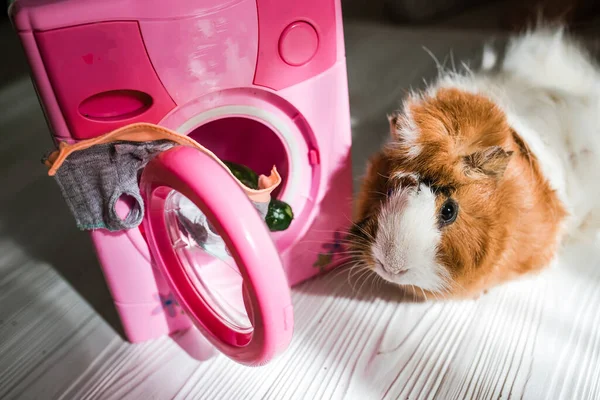 guinea pig washes dolls\' clothes with pet hair detergent. Removing lint from rodents\' clothing and bedding. Soft focus