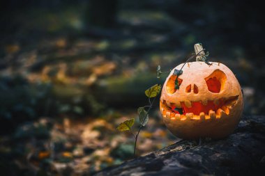 Kötü yüzlü Jack O Lantern. Ormandaki kurumuş sonbahar yapraklarında Cadılar Bayramı için ürkütücü balkabağı. Gizemli, sisli bir cadılar bayramı arkaplanı ve mesaj yeri. Boşluğu kopyala