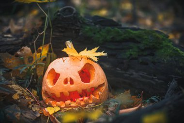 Scary Jack O Lantern, with an evil face in a mysterious forest with fern leaves near a fallen old tree. Halloween evening background with place for text. Copy space