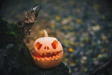 Scary Jack O Lantern, with an evil face in a mysterious forest with fern leaves near a fallen old tree. Halloween evening background with place for text. Copy space