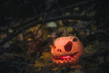Jack O Lantern, with an evil facenear fallen tree overgrown with moss in forest.. Carved pumpkin for Halloween night woods. Halloween evening background with place for text.