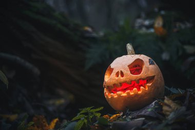 Kötü yüzlü Jack O Lantern. Cadılar Bayramı için gece ormanında devrilmiş ağaçta oyulmuş balkabağı. Gizemli puslu cadılar bayramı gecesi gri arkaplan ve metin için yer.