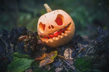Kötü yüzlü Jack O Lantern. Cadılar Bayramı için gece ormanında devrilmiş ağaçta oyulmuş balkabağı. Gizemli puslu cadılar bayramı gecesi gri arkaplan ve metin için yer.