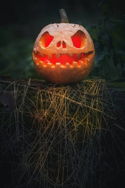 Jack O Lantern, with an evil facenear fallen tree overgrown with moss in forest.. Carved pumpkin for Halloween night woods. Halloween evening background with place for text.