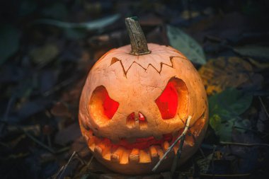 Jack O Lantern, with an evil facenear fallen tree overgrown with moss in forest.. Carved pumpkin for Halloween night woods. Halloween evening background with place for text.