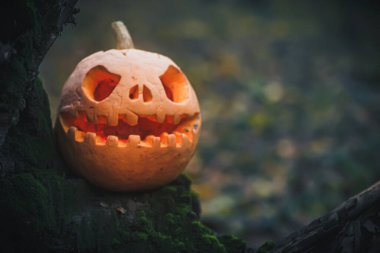 Jack O Lantern, with an evil face. spooky pumpkin for halloween on a fallen tree in the forest on a foggy gray night background. Mysterious misty Halloween evening background. Copy space