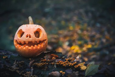 Kötü yüzlü Jack O Lantern. Ormandaki kurumuş sonbahar yapraklarında Cadılar Bayramı için ürkütücü balkabağı. Gizemli, sisli bir cadılar bayramı arkaplanı ve mesaj yeri. Boşluğu kopyala.