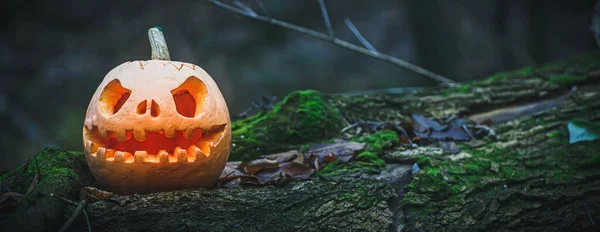 Jack O Lantern, with an evil face. Carved pumpkin for Halloween on fallen tree in night woods. Mysterious misty Halloween evening gray background with place for text.
