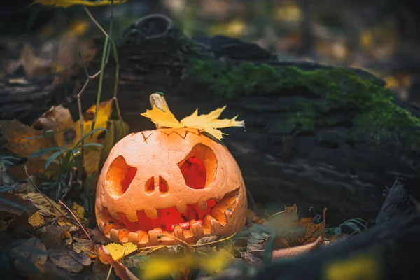 Scary Jack O Lantern, with an evil face in a mysterious forest with fern leaves near a fallen old tree. Halloween evening background with place for text. Copy space