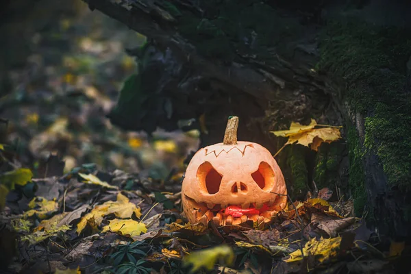 Jack O Lantern, with an evil facenear fallen tree overgrown with moss in forest.. Carved pumpkin for Halloween night woods. Halloween evening background with place for text.