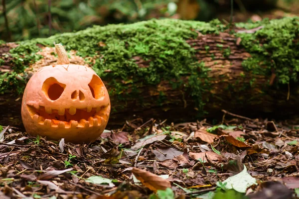 Jack O Lantern, with an evil facenear fallen tree overgrown with moss in forest.. Carved pumpkin for Halloween night woods. Halloween evening background with place for text.