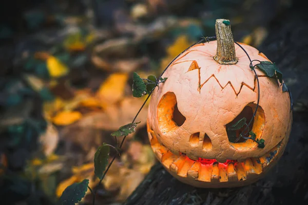 Kötü yüzlü Jack O Lantern. Ormandaki kurumuş sonbahar yapraklarında Cadılar Bayramı için ürkütücü balkabağı. Gizemli, sisli bir cadılar bayramı arkaplanı ve mesaj yeri. Boşluğu kopyala