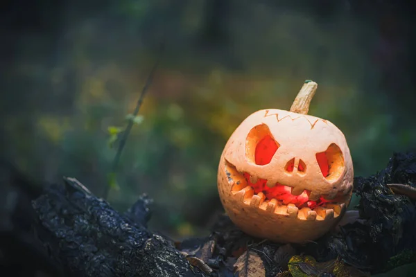 Jack O Lantern, with an evil face. spooky pumpkin for halloween on a fallen tree in the forest on a foggy gray night background. Mysterious misty Halloween evening background. Copy space.