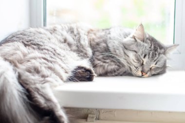 Beautiful gray big cat sleeps on the windowsill with wires.