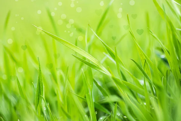 Plantas Jóvenes Trigo Creciendo Suelo Greenfield Trigo Joven Trigo Verde —  Fotos de Stock