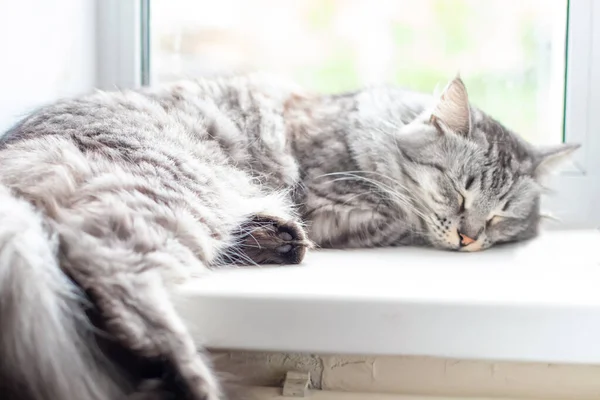 Beautiful Gray Big Cat Sleeps Windowsill Wires — стоковое фото