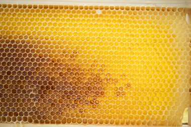 Bal peteği altıgen hücrelerin içinde taze bal depolandığını gösteriyor. Arılar bal ve polen depolamak için bu yapıyı yarattılar. Bu arı kovanının doğal sürecinin bir parçası..