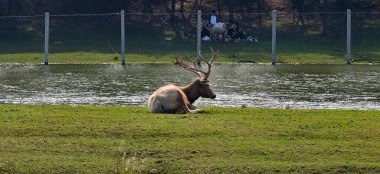 Pre David 'in geyiği (Elaphurus davidianus), Çin' de vahşi hayvanı koruduğum sınıf.
