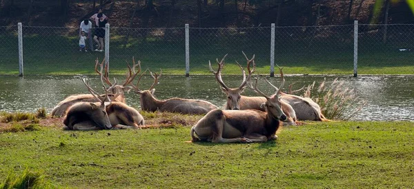 Pre David 'in geyiği (Elaphurus davidianus), Çin' de vahşi hayvanı koruduğum sınıf.