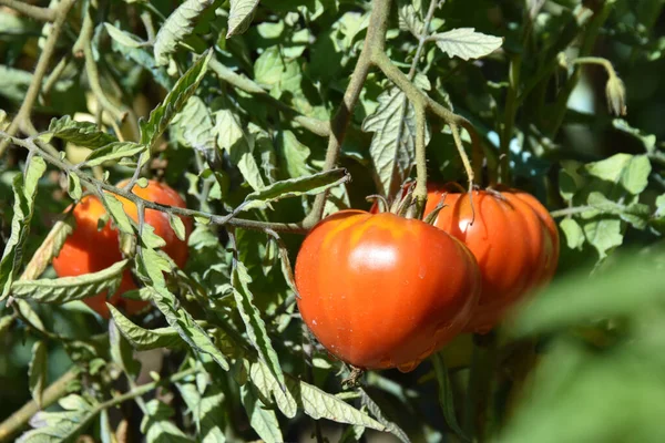 red tomatoes on the vine in garden