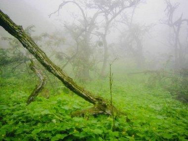 Sisli bir orman manzarasının klasik fotoğrafı..